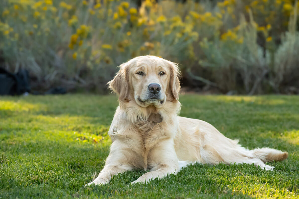 dog