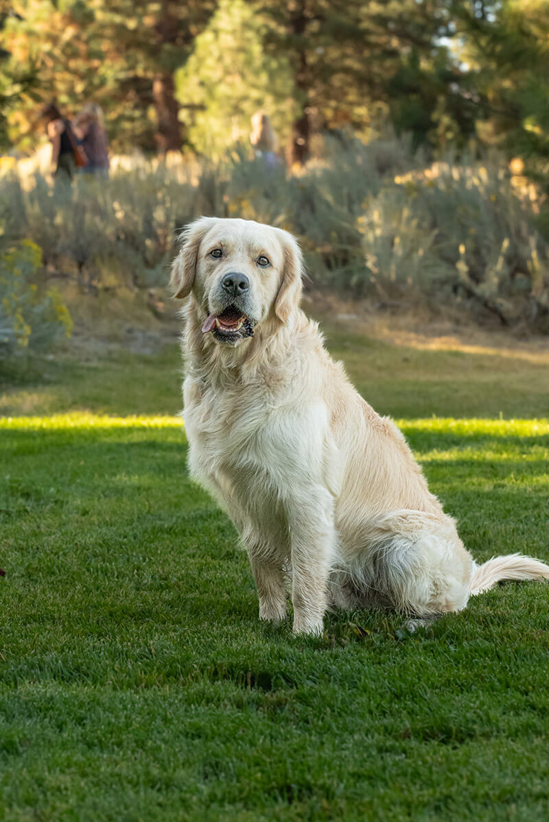 golden retriever